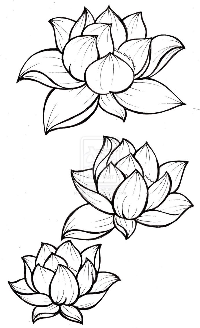 692x1136 Lotus Simplified Line Art Pencil Art I Want To Make Lotus - Lotus Line Drawing