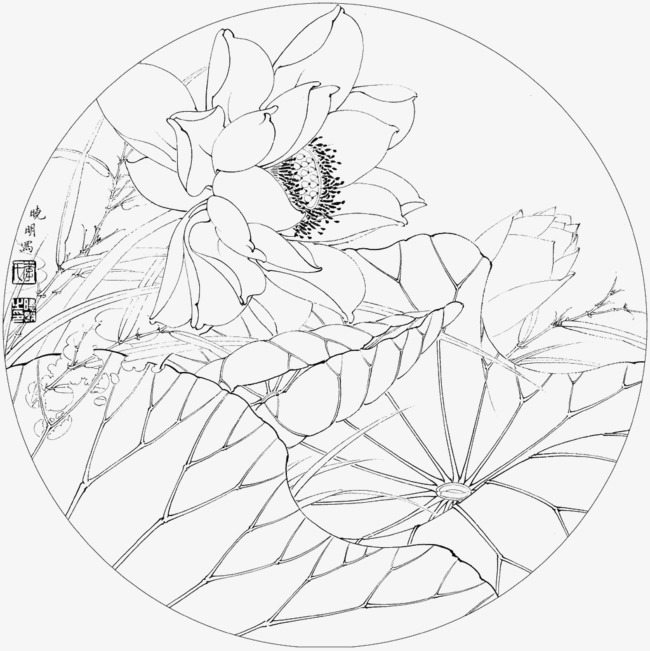 650x651 Meticulous Line Drawing Lotus, Line Clipart, Lotus Clipart - Lotus Line Drawing