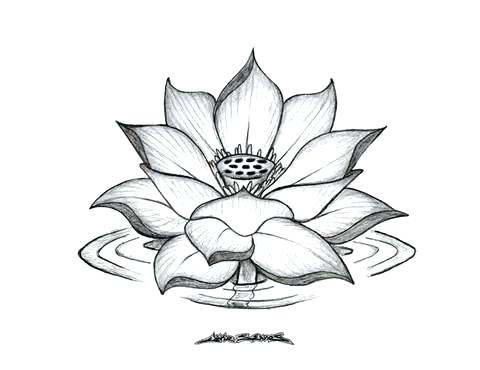 480x370 Lotus Flower Drawing Nemurenai Beautiful Folwer - Lotus Line Drawing