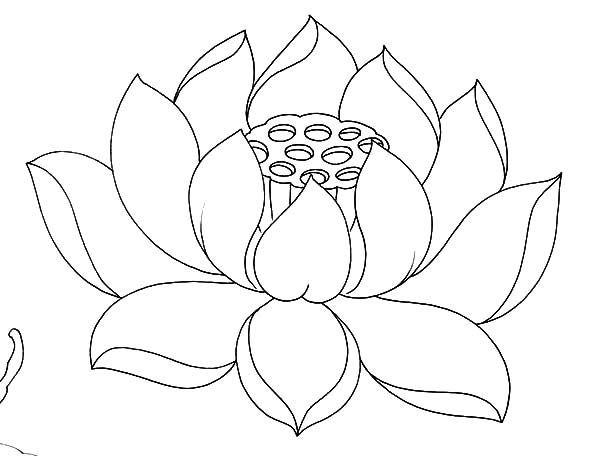 600x456 Lotus Coloring Pages And Lotus Flower Drawing Outline - Lotus Line Drawing