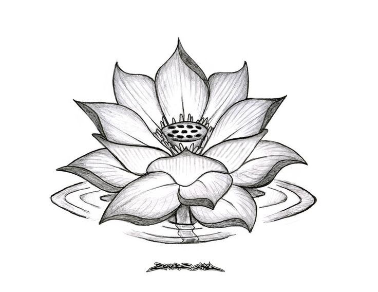 736x568 Flower Sketch - Lotus Outline Drawing