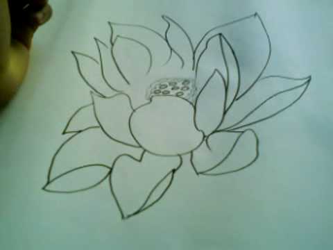 480x360 Gongbi Lotus - Lotus Outline Drawing