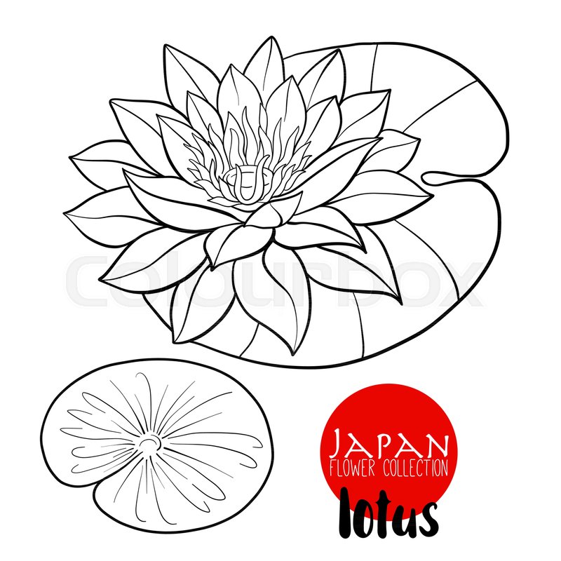 800x800 Lotus Flowers Stock Line Vector Stock Vector Colourbox - Lotus Outline Drawing