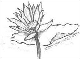 259x192 Drawings Of Lotus Blossoms - Lotus Outline Drawing