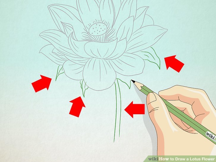 728x546 How To Draw A Lotus Flower Steps - Lotus Plant Drawing