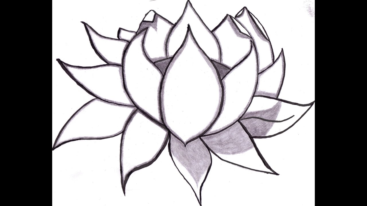 1280x720 Huge Collection Of 'lotus Plant Drawing' Download More Than - Lotus Plant Drawing