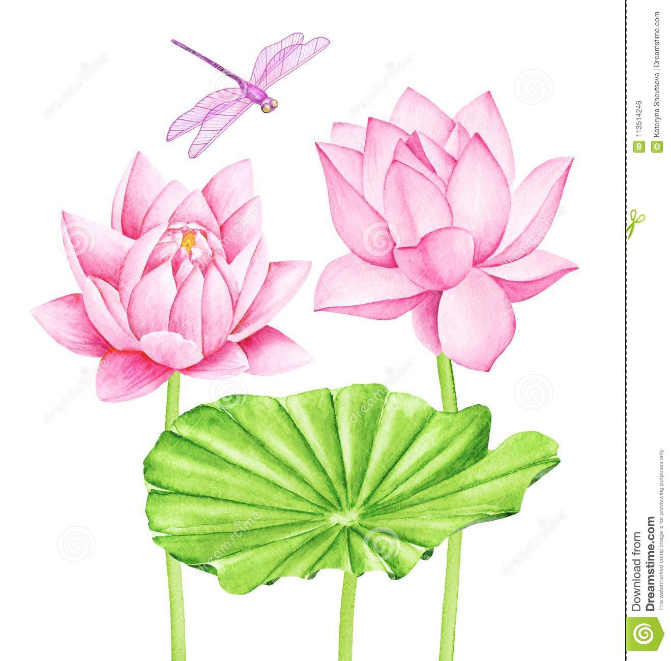 1319x1300 Lotus Flower On Water Drawing - Lotus Plant Drawing
