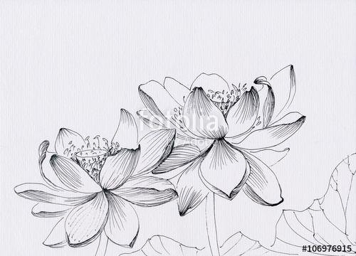 500x360 Lotus Flower Line Art Ink Pen Drawing Original Style Stock - Lotus Plant Drawing
