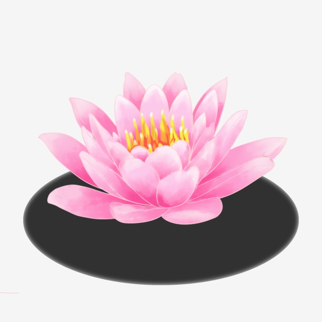 640x640 plant hand drawing lotus lotus leaf green plant, transparent - Lotus Plant Drawing