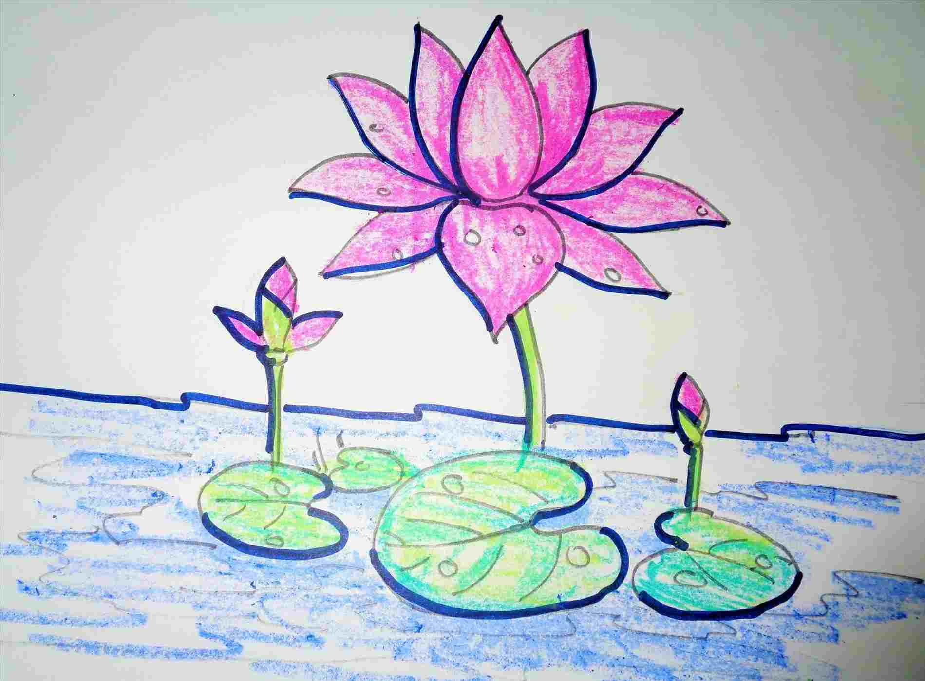 1899x1397 how drawing of lotus flower with leaf to draw lotus - Lotus Plant Drawing