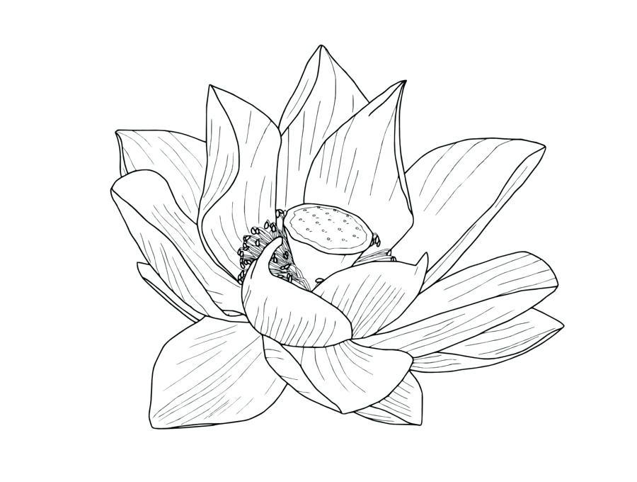 900x680 Lotus Flower Drawing Nemurenai Beautiful Folwer - Lotus Plant Drawing
