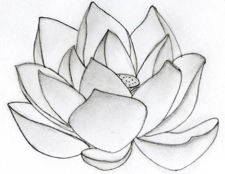 728x565 Buddha Drawing Lotus Flower For Free Download - Lotus Plant Drawing