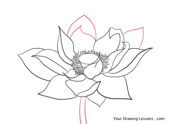 550x403 How To Draw A Lotus Flower Your Drawing Lessons - Lotus Plant Drawing