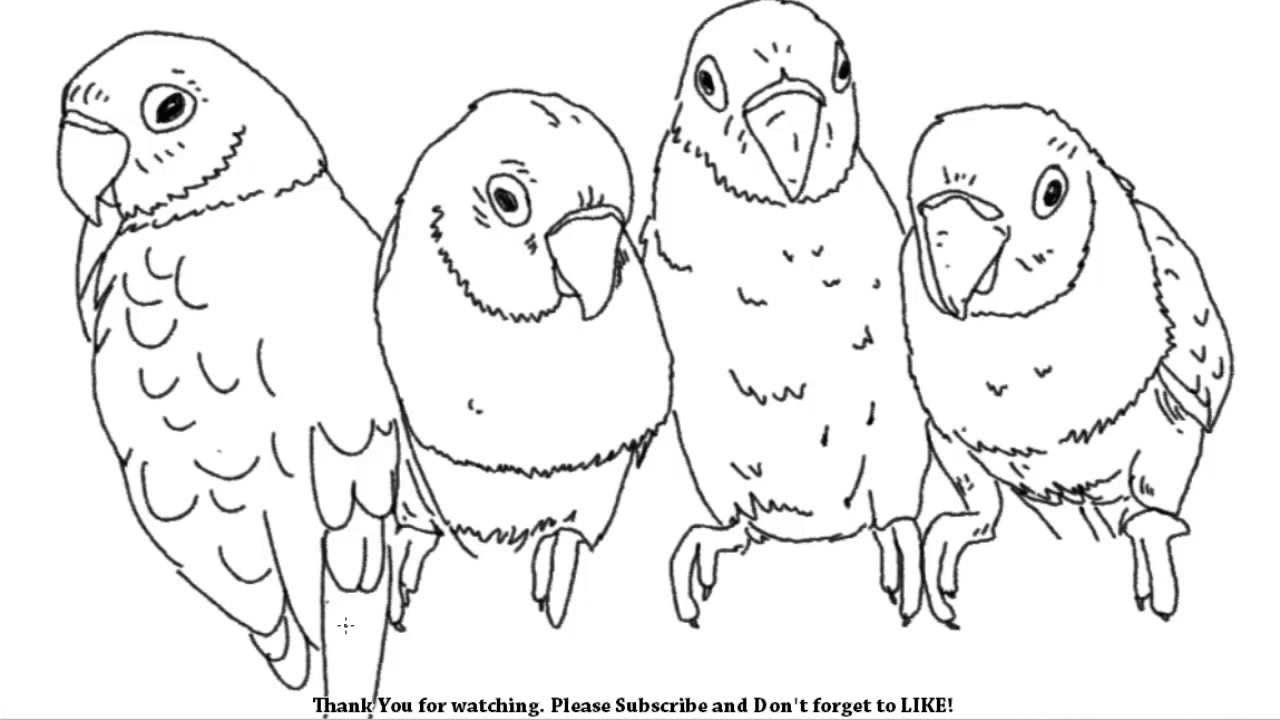 1280x720 how to draw love birds or parakeets yzarts yzarts - Love Birds Drawing