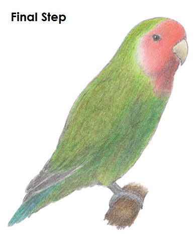 386x500 How To Draw A Lovebird - Love Birds Drawing