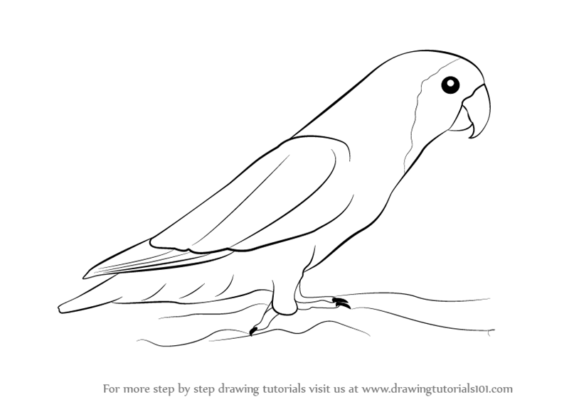 800x566 learn how to draw love birds - Love Birds Drawing