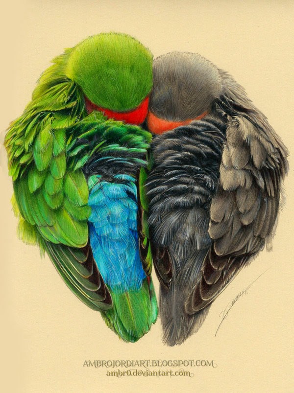 600x803 Lovebirds - Love Birds Drawing