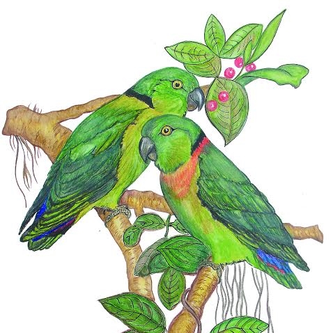 478x478 African Love Bird Society - Love Birds Drawing