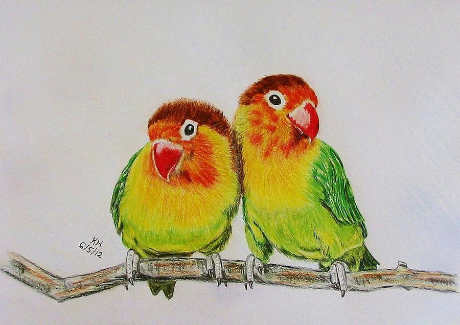 900x636 fischer's lovebirds drawing - Love Birds Drawing