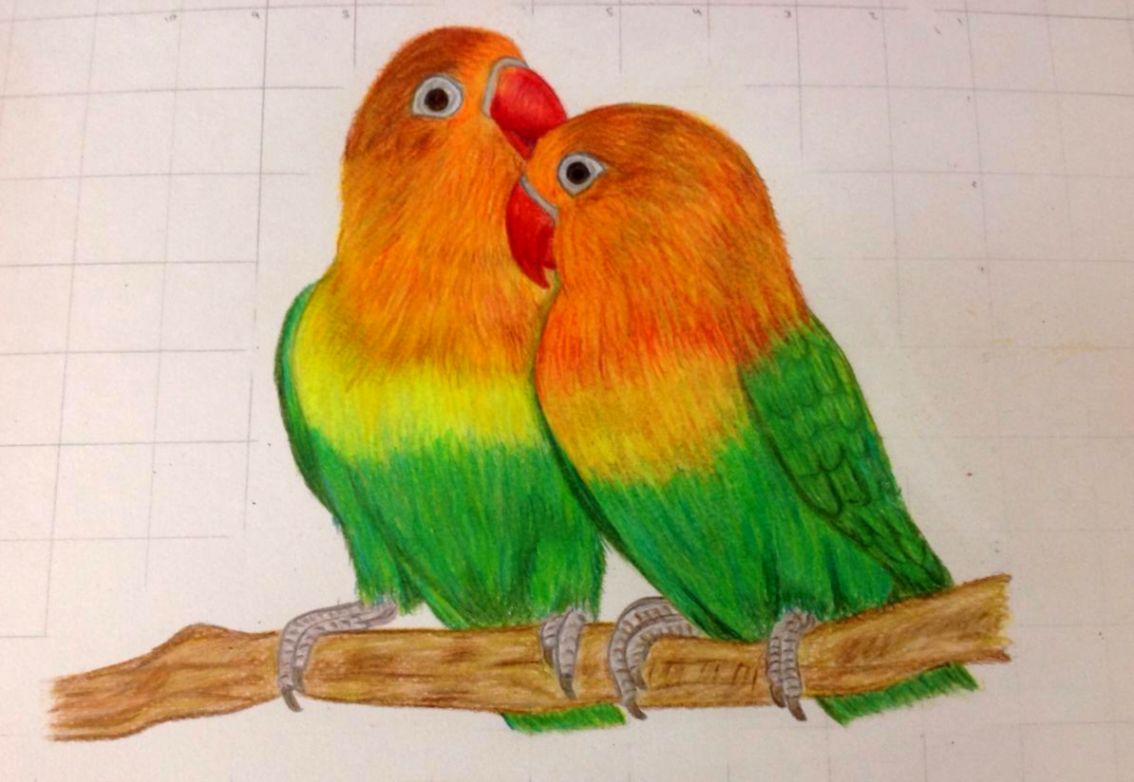1134x782 Love Bird Drawings In Color Wallpapers Area - Love Birds Drawing Images