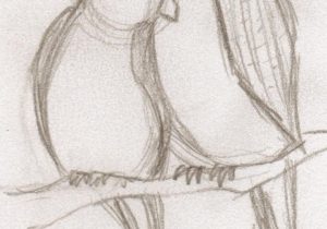 300x210 pencil drawing for love birds - Love Birds Drawing Images