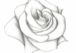 300x210 Flower Draw With Pencil Love Roses Drawings Stepstep Hd Background - Love Flower Drawing