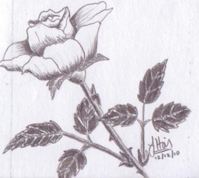 400x358 Fast Rose - Love Rose Drawing
