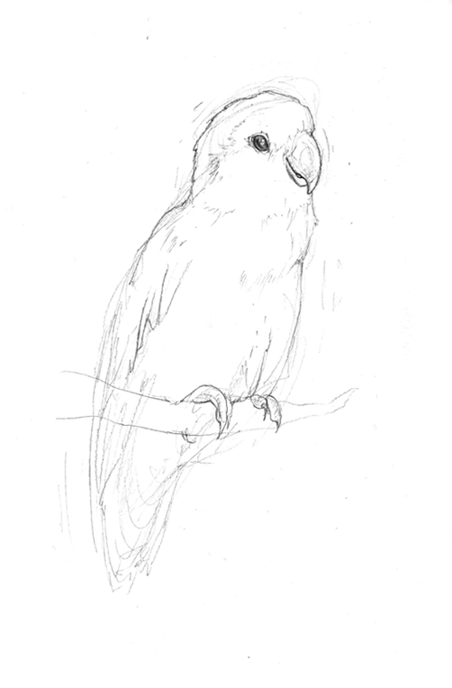 500x761 Love Bird Drawing - Lovebird Drawing
