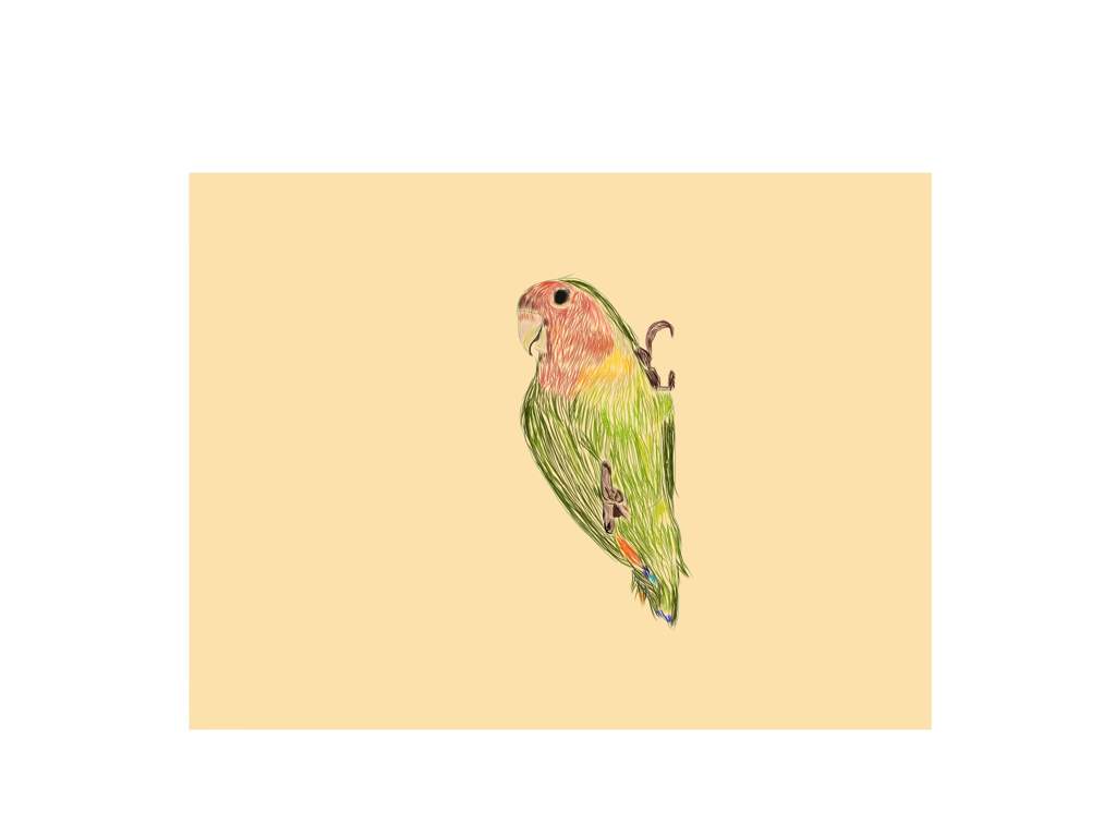 1024x768 Lovebird Drawing - Lovebird Drawing