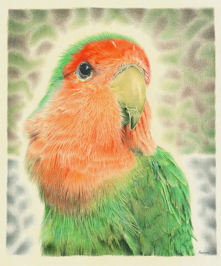 747x900 Lovebird Pilaf Drawing - Lovebird Drawing