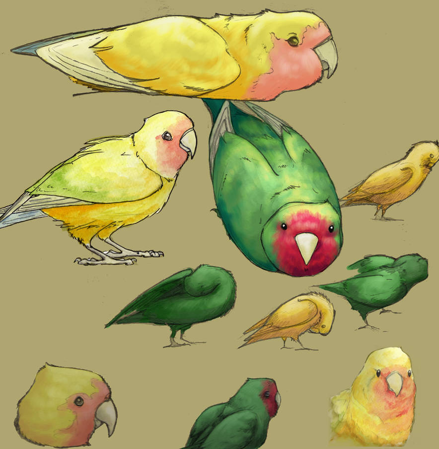 Lovebird Drawing at Explore collection of Lovebird