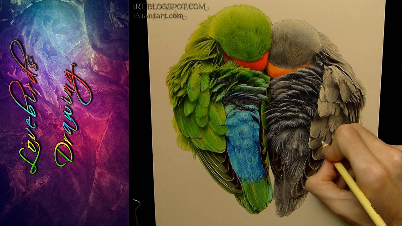 1280x720 lovebirds drawing - Lovebird Drawing