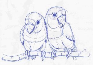 300x210 Pencil Drawing D Art Pencil Drawing Drawn Lovebird - Lovebird Drawing