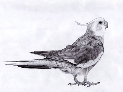 400x300 Bird Drawing - Lovebird Drawing