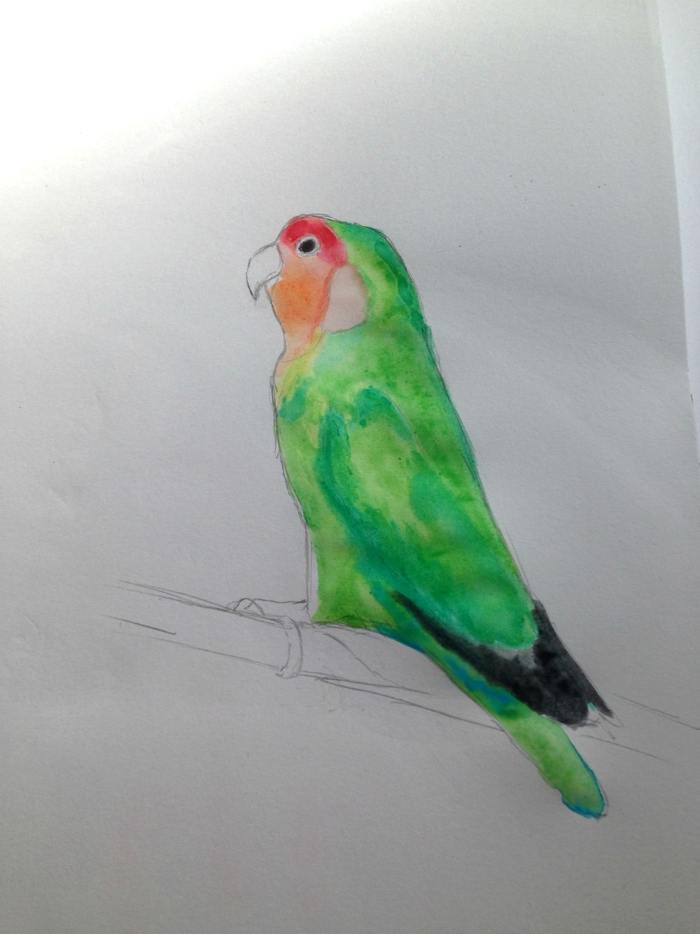 1000x1333 Kalbelaphard How To Draw A Love Bird - Lovebird Drawing