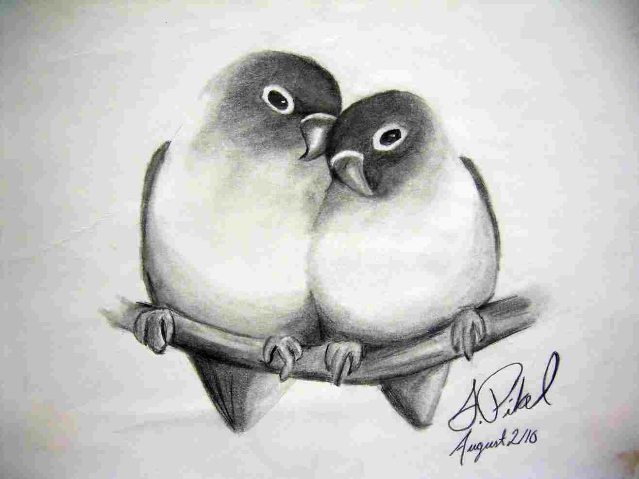 1316x988 Simple Rhdrawingslycom Drawings Of Love Bird Drawing Scarlett - Lovebird Drawing