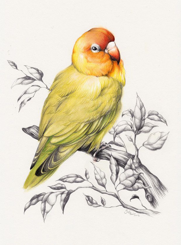 620x838 Cover Up Idea A Water Colored Love Bird On Top Of The Cage I'm - Lovebird Drawing