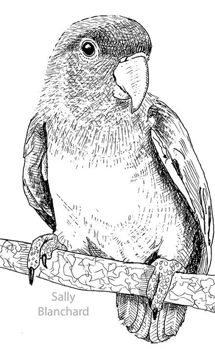 440x711 Huge Collection Of 'lovebird Drawing' Download More Than - Lovebirds Drawing