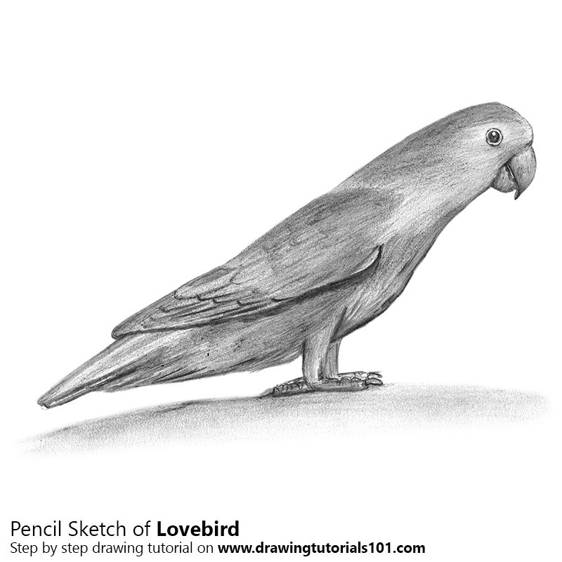 800x800 Love Birds Pencil Drawing - Lovebirds Drawing