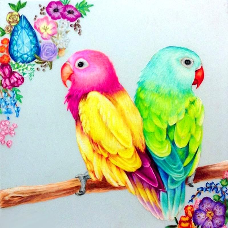 800x800 Lovebirds - Lovebirds Drawing