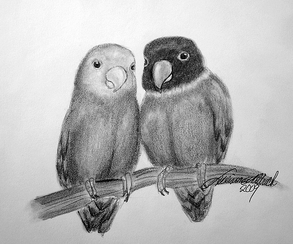 600x499 Lovebirds Drawing - Lovebirds Drawing