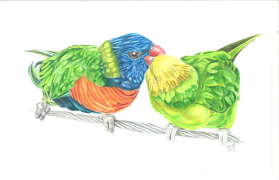 900x582 Lovebirds Drawing - Lovebirds Drawing