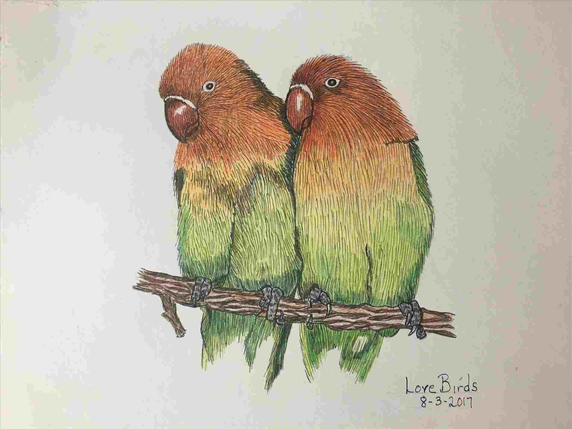 Lovebirds Drawing at Explore collection of