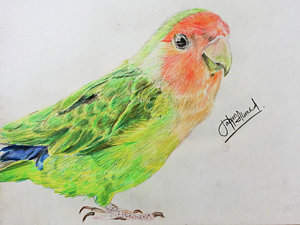 300x225 Lovebirds Drawings Pixels - Lovebirds Drawing