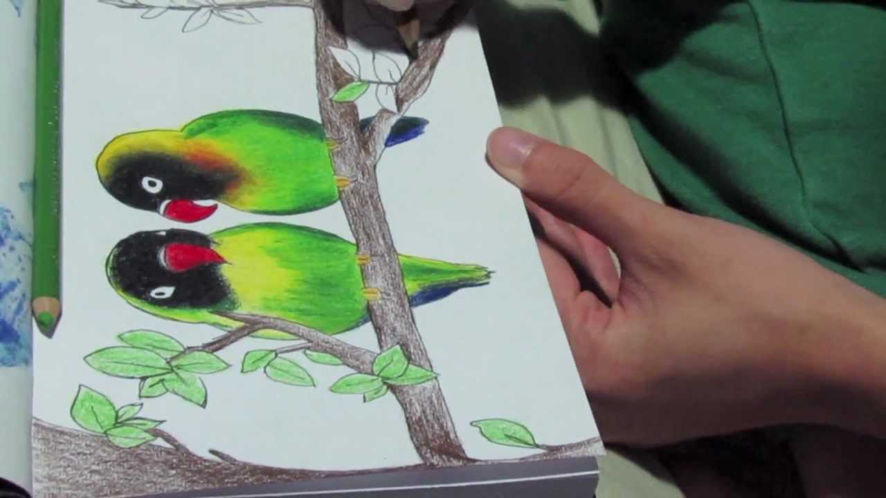 1280x720 Lovebirds Drawing - Lovebirds Drawing