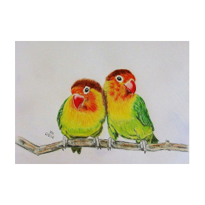300x300 fischer's lovebirds drawing - Lovebirds Drawing