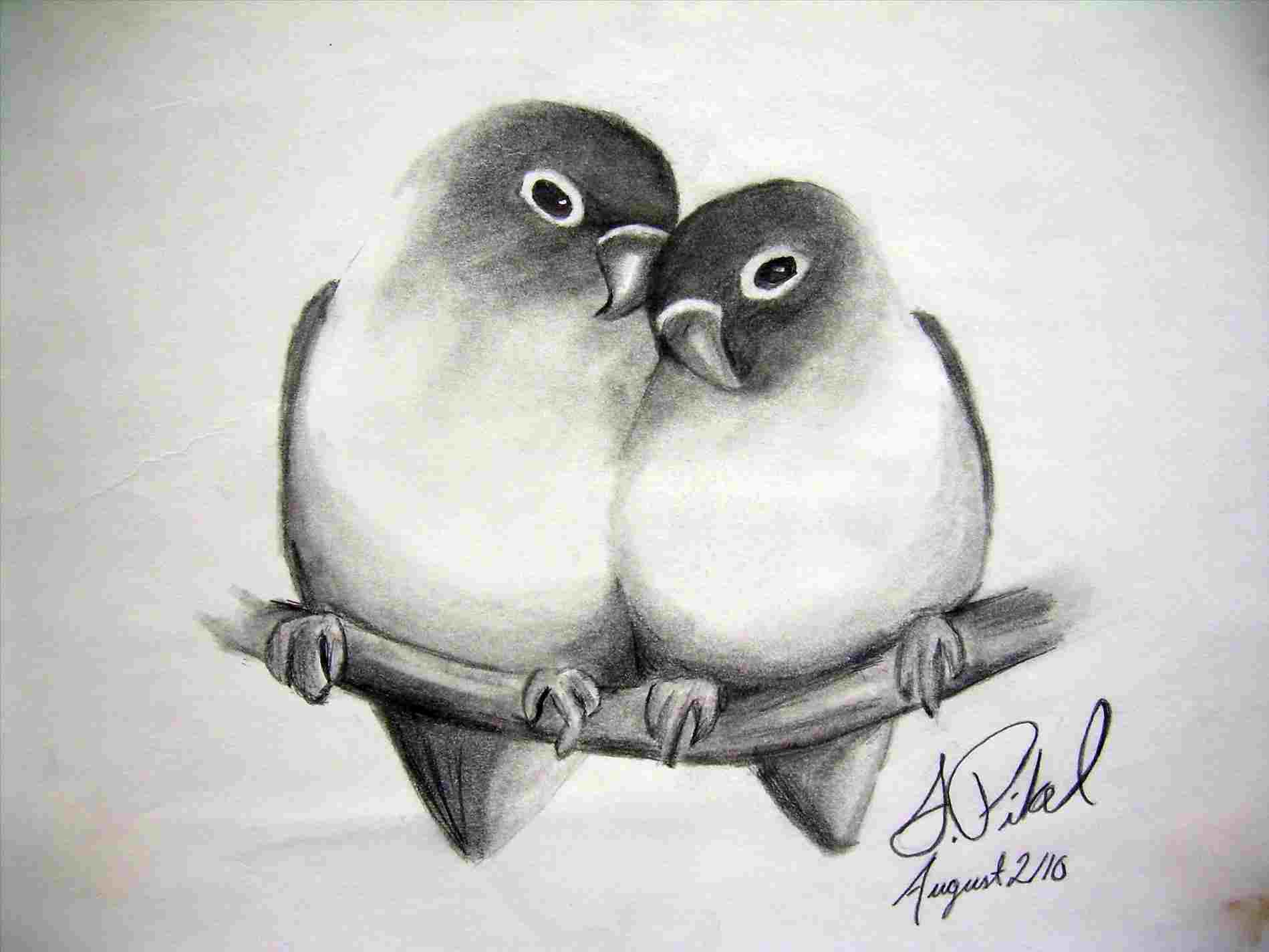 1899x1424 Lets Drawing Pictures Of Lovebirds Be - Lovebirds Drawing