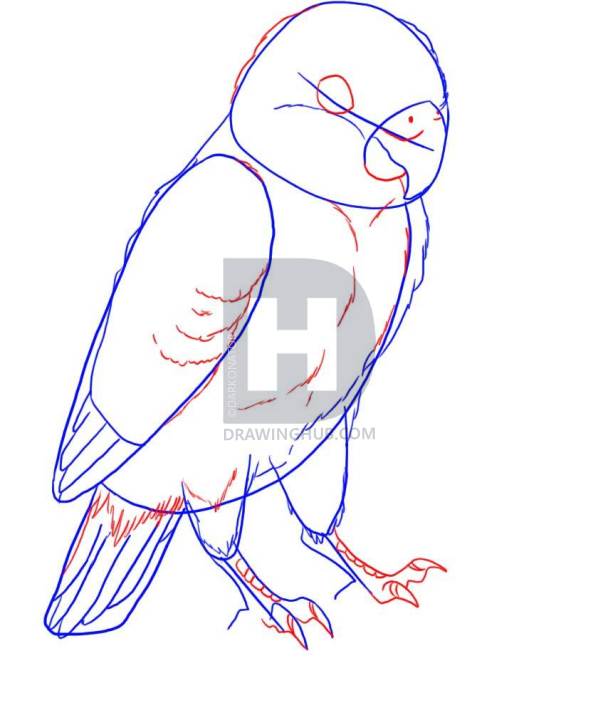 608x720 How To Draw A Lovebird, Step - Lovebirds Drawing
