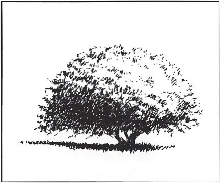 432x360 value contrast and the quality of light - Low Contrast Drawing