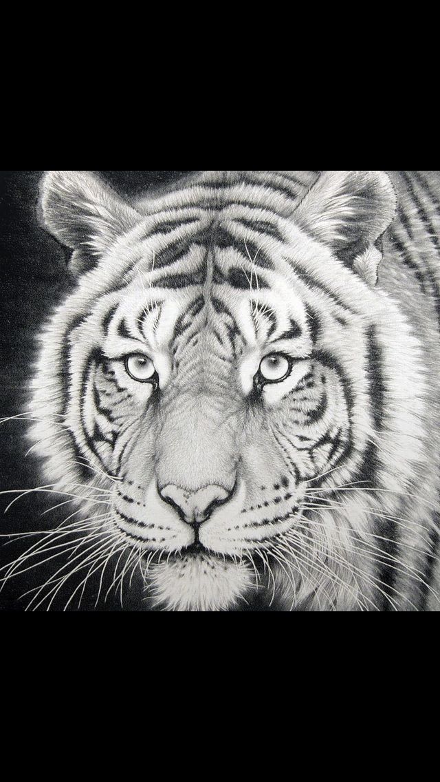 640x1136 Mike Vi Drawing Lsu ! Lsu, Drawings, College - Lsu Drawings